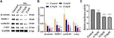 Macleayins A From Macleaya Promotes Cell Apoptosis Through Wnt/β-Catenin Signaling Pathway and Inhibits Proliferation, Migration, and Invasion in Cervical Cancer HeLa Cells